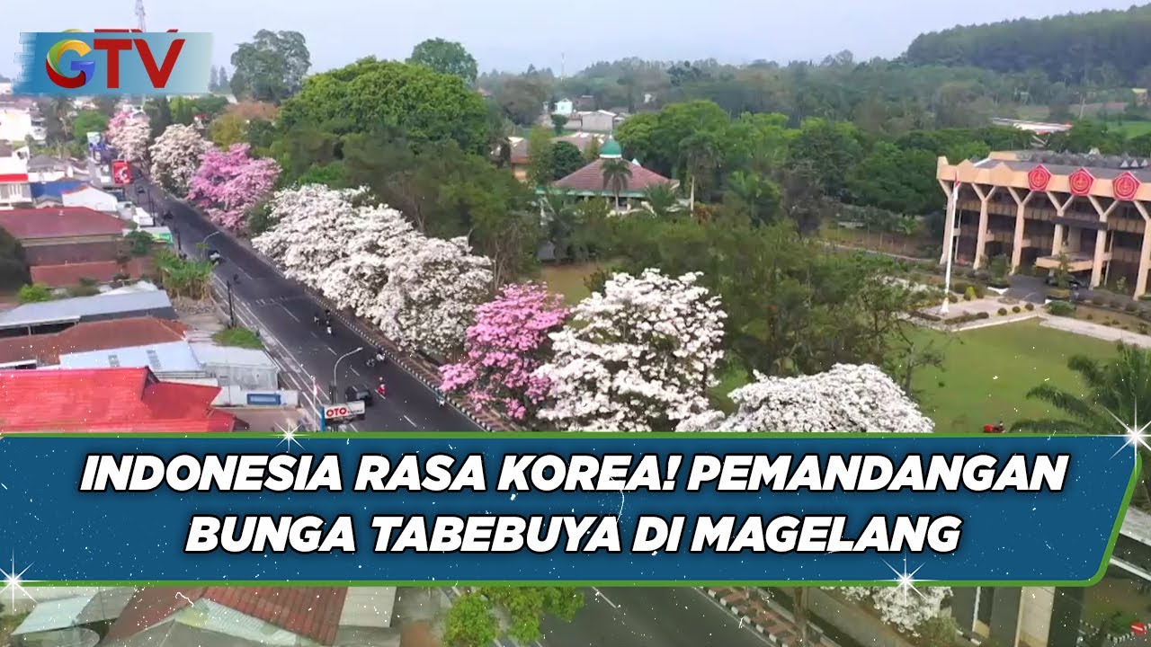 Serasa di Negeri Jepang atau Korea, Bunga Tabebuya Hiasi Kota Magelang - BIS 02/11
