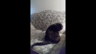 Big Cat Got Puzzled By Her Own Tail