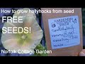 How to grow Hollyhocks from seed