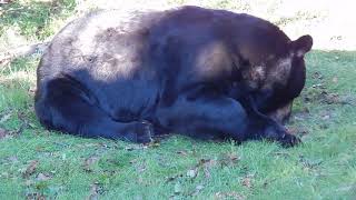 Large bear chills in the grass for a bit. by Tim Basso 6,728 views 3 years ago 1 minute, 25 seconds