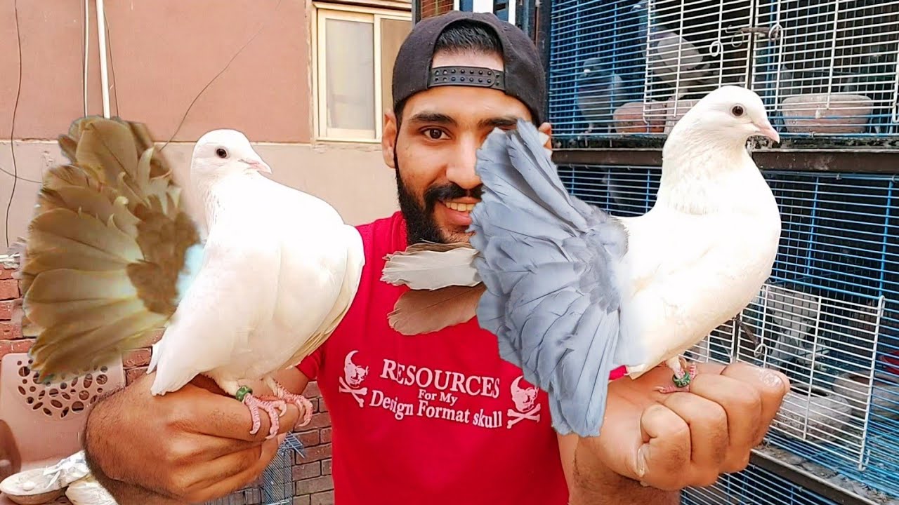 اخيرا فرخت زغلول حمام هزاز لونه مميز جدا  بعد اكتر من سنه من المحاولات