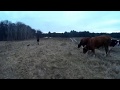 Как нас быки по лесу гоняли.  How bulls drove us through the woods. Bullfighting, not excavation