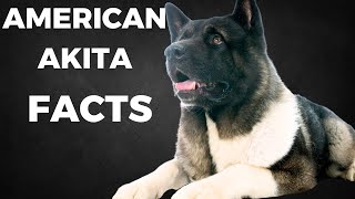 American akita  Top 10 interesting facts