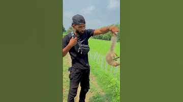 Mongoose 😲✌️#like #youtuber #subscribe #rescuer #rohitsarpmitra #murliwalehaushla #mongoose