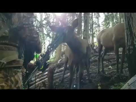 outdoors unlimited Curious Elk in Utah, Courtesy of Chad Bassett and Lindsay Christensen