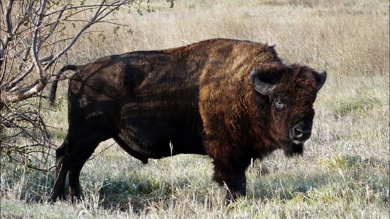 Where Americans Would Travel If Money Were No Object American bison, Bison, Larg