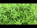 木も草も薬になるよ 東京都薬用植物園２０１２ NO.10