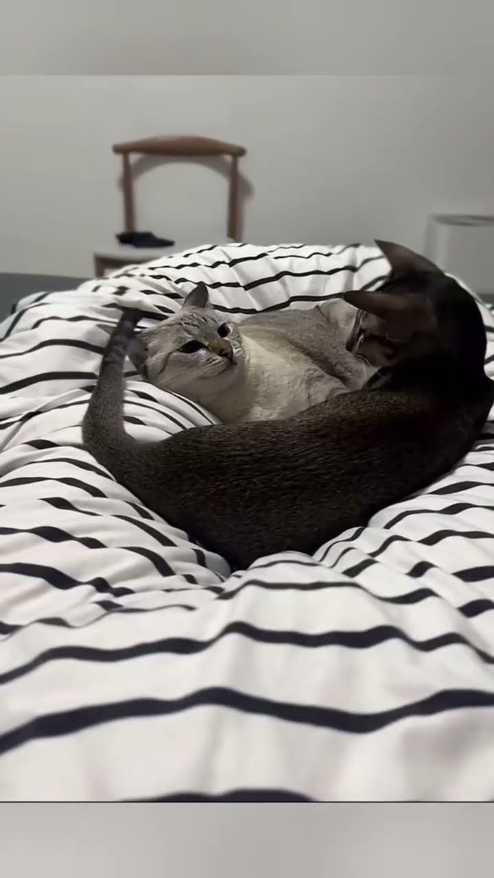 C magnifique vidéo chat ❤️ ? ❤️ ? ❤️ ?