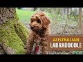 Australian Labradoodle Dog Owner's Best Guide