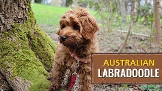 Australian Labradoodle Dog Owner's Best Guide