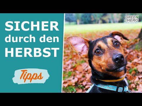 Video: Insider-Tipps Für Haustierfreundliche Straßenreisen