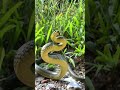 リュウキュウアオヘビ #ヘビ #shorts