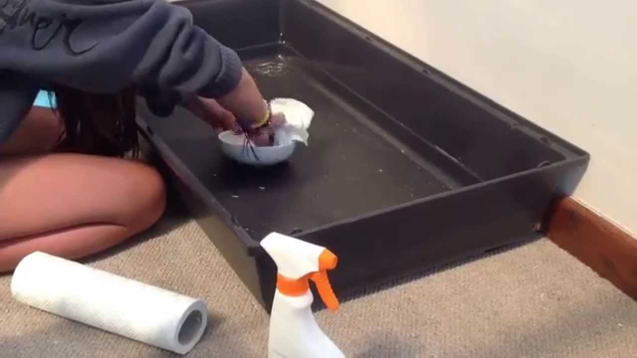 How to... Clean a rabbit hutch ) YouTube