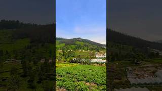 Kotagiri To Ooty Road | Nilgiri Hills #ooty #nature #viral #travel #coonoor #india #reels #short