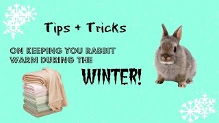 Tips and tricks on keeping your rabbit warm during the WINTER!