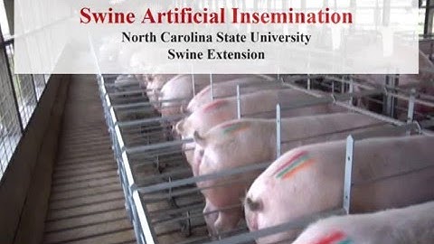 Swine Artificial Insemination