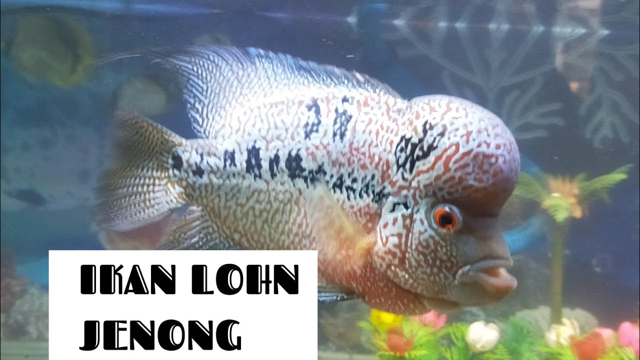  IKAN  LOHAN  JENONG YouTube