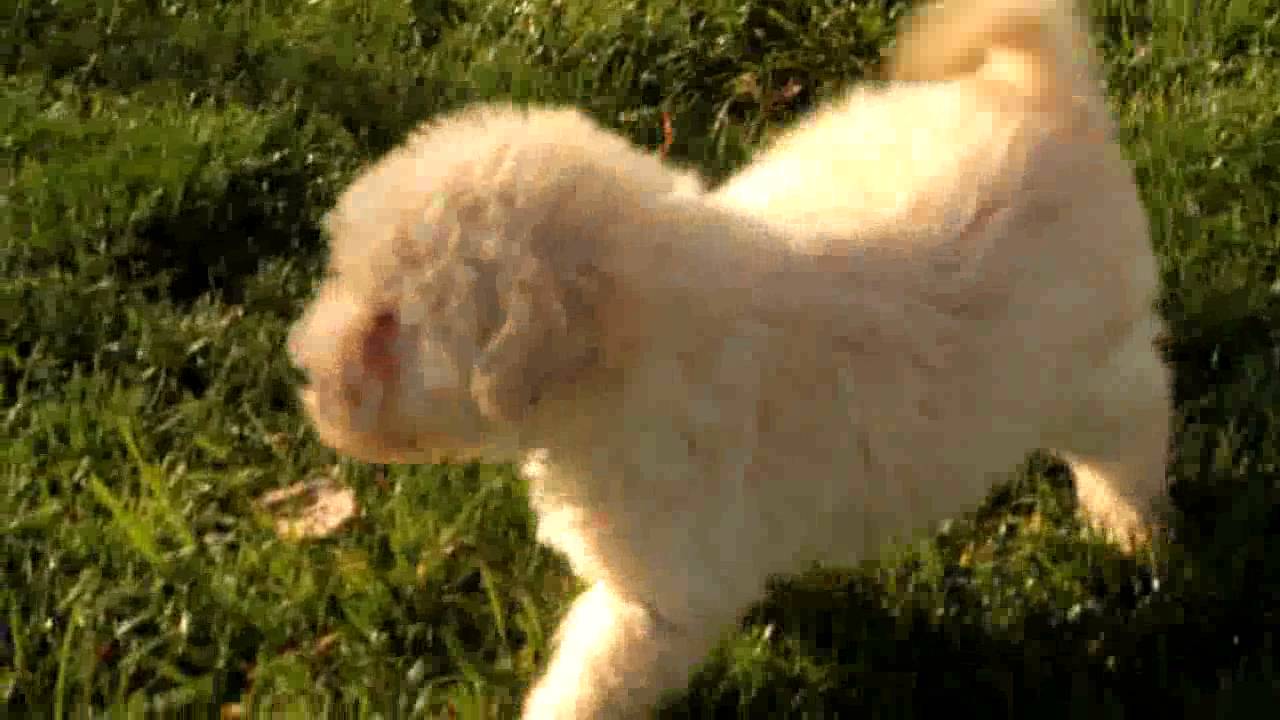Eskipoo Puppies For Sale - YouTube