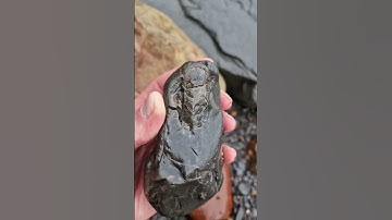 Phragmocone of a Belemnite Squid like creature! 🦑 #fossilhunting #fossils #shorts #beach #sea #coast