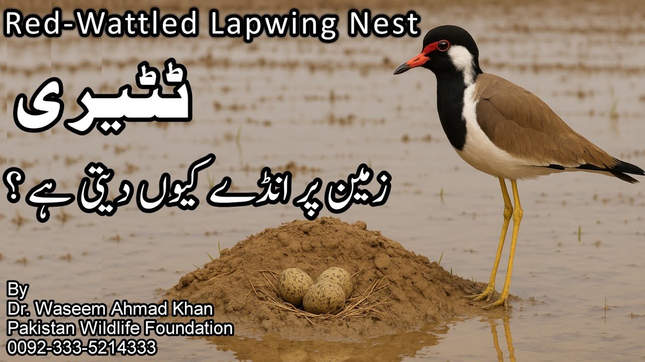 Camouflage in Red-wattled Lapwing Nest | Zameen Ki Satah Par Tateeri K Ghonslay | Tateeri Nesting