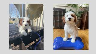 Burnie's Puppy Head Start Board & Train by ValorK9Academy® 63 views 9 months ago 2 minutes, 48 seconds