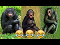 जब हंसने लगा बंदर LAUGHING MONKEY