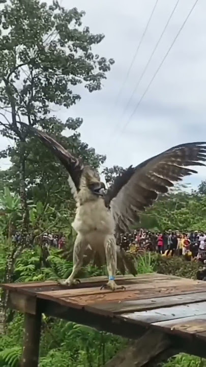 Melepas liarkan burung ELANG👏👏🙏#animals #elang #shorts