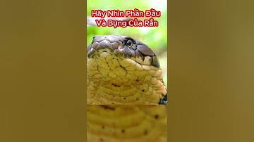 Cách Nhận Biết Rắn Hổ Mang Chúa Với Hai Đặc Điểm Này #shorts  #snake