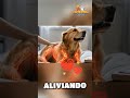 Cómo aliviar el dolor articular de tu peludito - PETMET HEALTHY JOINTS
