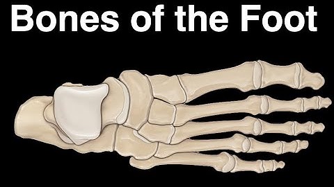 Bones of the Foot
