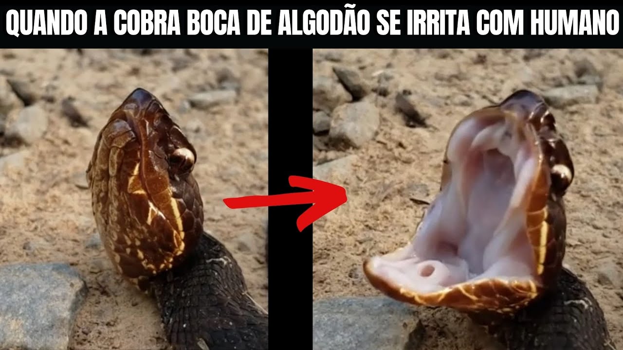 Quando a Cobra Boca de Algodão se Irrita com Humanos | Biólogo Henrique o Biólogo das Cobras