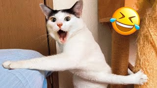 New Funny Cat and Dog Videos 😹🐶 Funniest Animals 🤣