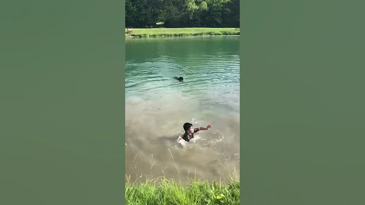 Watch the video about My dog Charlie he’s a German shorthair pointer mix with Golden retriever