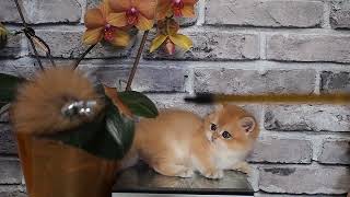 British golden boy by Diana's Dream cattery 116 views 11 months ago 31 seconds