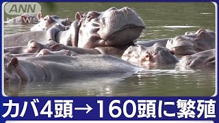 麻薬王の“カバ”繁殖しすぎ…130~160頭が放し飼い状態に(2023年4月20日)