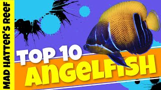 Top 10 Large Angelfish