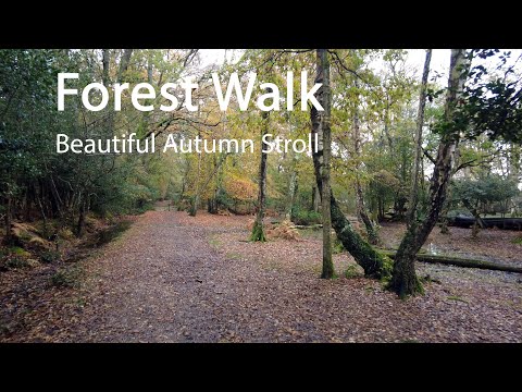 Exploring the New Forest: A Scenic Autumn Walk Around Whitefield Moor 4K