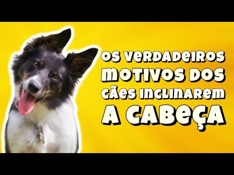 Vídeo: Por Que Os Cães Inclinam A Cabeça?