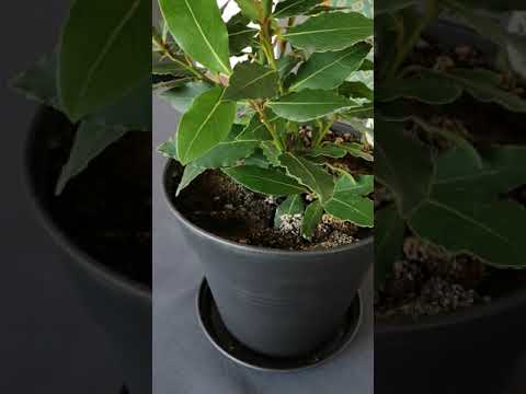 Video: Cultiva Hojas De Laurel En Casa