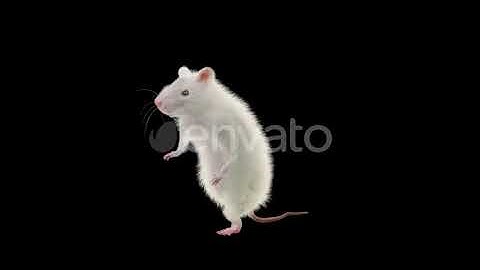 Rat Dancing 4K | Motion Graphics - Envato elements