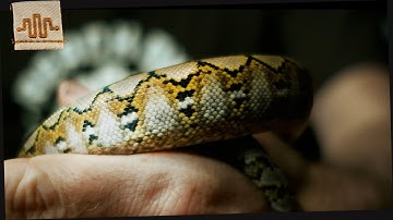 KAYUADI "the first superdwarf" [Locality Spotlight]