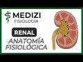 Clase 55 Fisiología Renal - Anatomía funcional del riñón