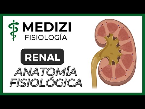 Vídeo: Riñón: Función Y Anatomía, Diagrama, Condiciones Y Consejos De Salud