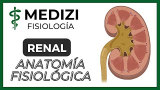 Clase 55 Fisiología Renal - Anatomía funcional del riñón  (IG:@doctor.paiva)