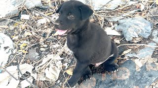 Rescued a friendly abandoned puppy and lived in a large land to safety home and happy life