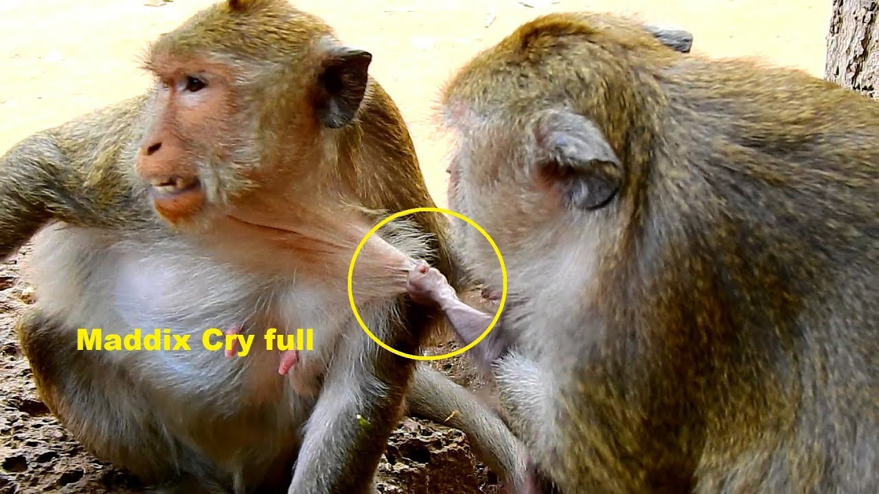 Milion Sad !! Pity Baby Maddix cry and cry Dolly​  , Why Dolly like this?