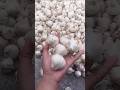 😍Lasun #video #shorts