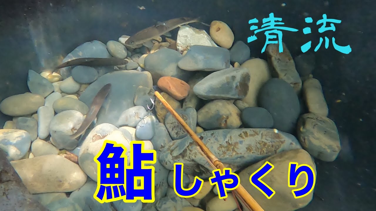 【ぽつんと一軒家に映像出演】小鷹網を張って鮎しゃくり漁part.2投網