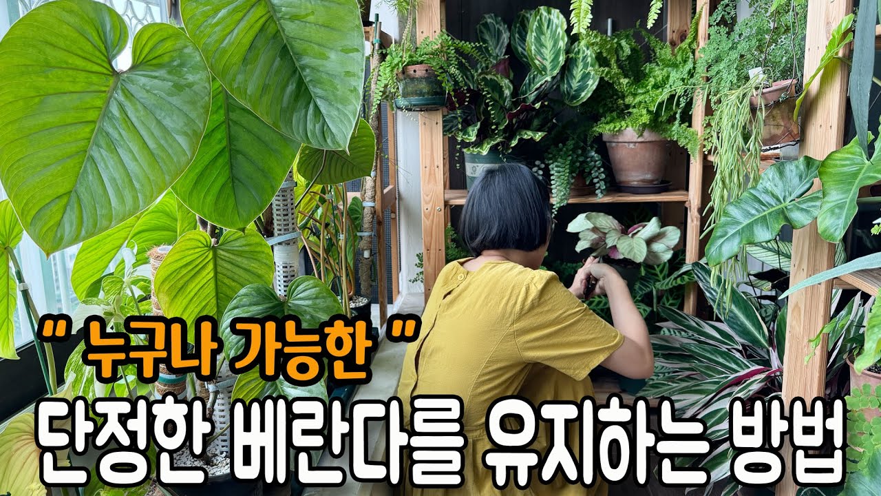 단정한 베란다를 유지하기 위해 지금은 가위를 들어야 해요/ 못생겨진 식물 내치지마세요! 다시 예뻐질 기회를 주세요 / 누구나 예쁜 정원을 가질 수 있어요
