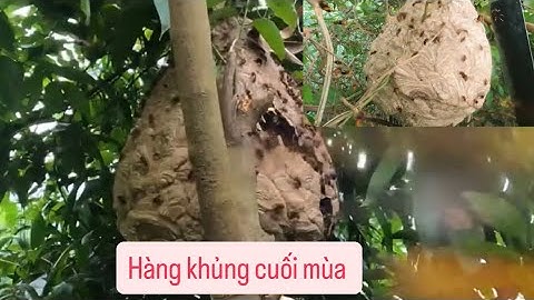 May mắn gặp được những tổ ong chân vàng khủng cuối mùa #nhịp sống rừng núi